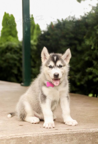 tata Aljaskho Malamut tata Akita inu tata Australsk ovk pro dobr domov 