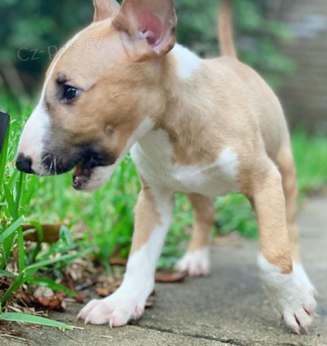 štěňata Bullterrier pro dobrý domov
