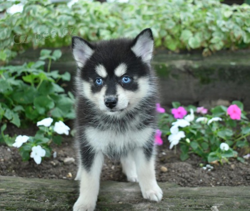 štěňátka Pomsky pro dobrý domov