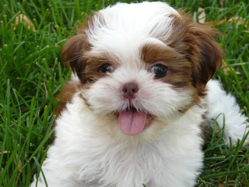 Rozkošná štěňata shih tzu