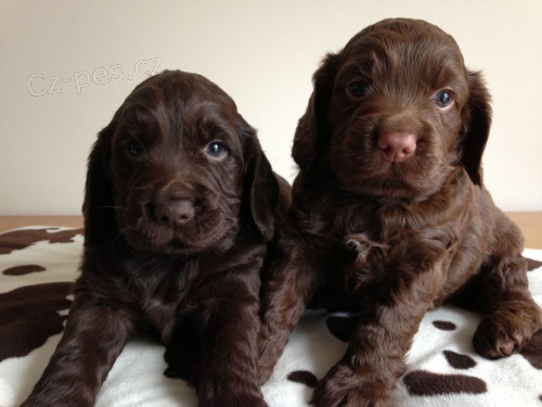 tata (field spaniel )polnch panl velmi ptelsk a milujc, dobr s ostatnmi domcmi mazlky a dtmi