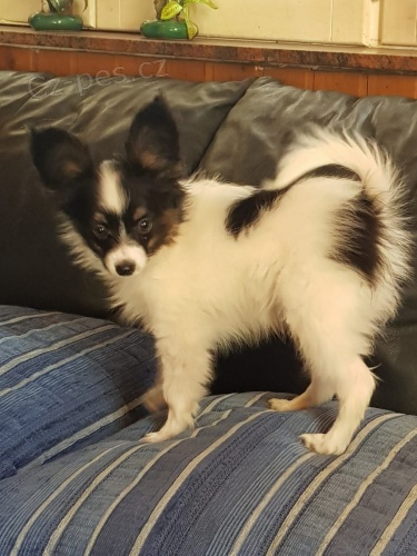 mini papillon tata k adopci