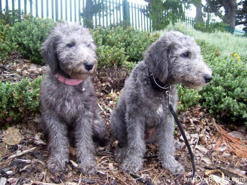 zdravé štěňátka Bedlington k adopci