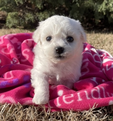 krsn tata Bichon k adopci