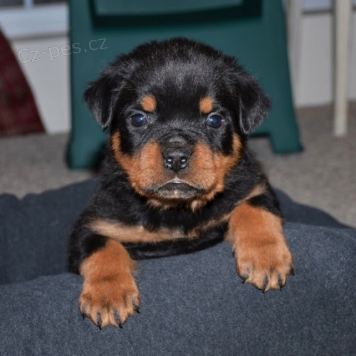 ŠTĚŇATA rotvajlera k adopci.