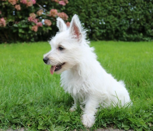 West Highland Terrier (Westie)