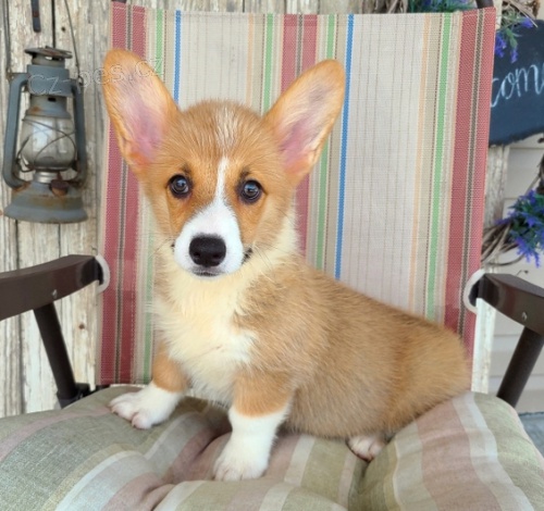 Štěňata Welsh Corgi Pembroke jsou připravena na nové rodiny.