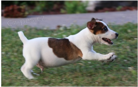 Jack Russell jsou pipraveni k adopci.