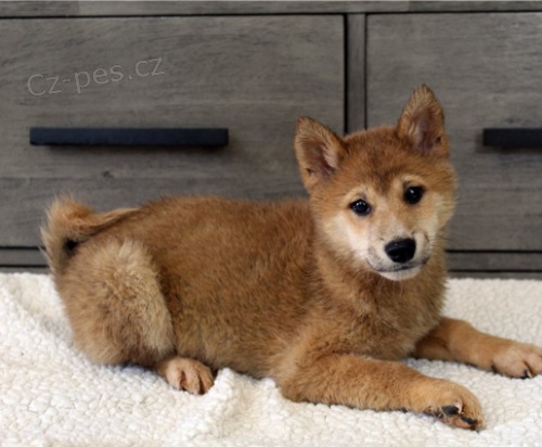 Shiba-Inu jsou připraveni k adopci.