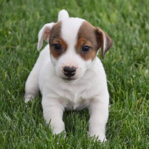 Prodm krsn a rozkon ttka jack russell.