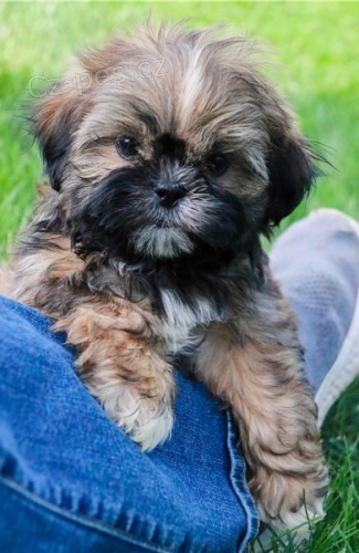 Roztomil tata shih tzu