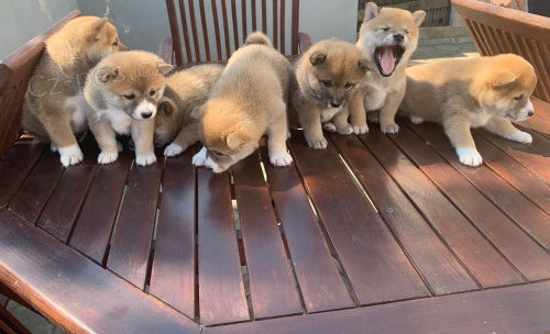 Rozkon domov vychoval tata Shiba Inu