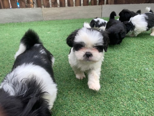 Velmi hrav tata Shih Tzu pro vs