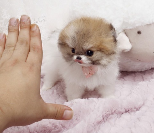 Pomeranian mini toy tata k adopci