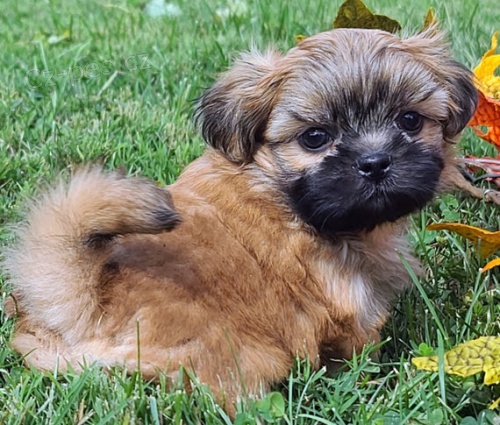 Prodm tata SHIH TZU MINI