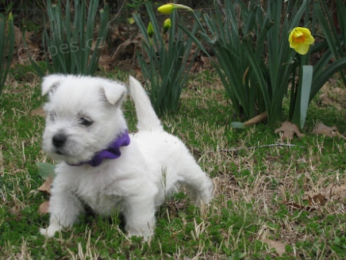 mini hraka tata West Highland White Terriers na prodej.