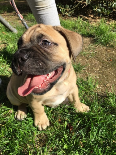 dispozici Bullmastiff pro dobr pijet