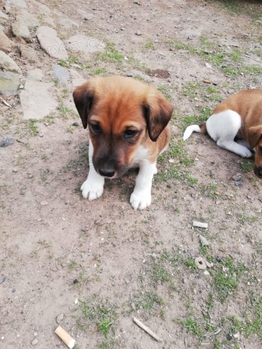 2 hrav tata Fox Terrier