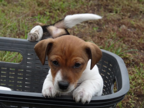 Štěňata Jack Russell Terrier zoufale touží po nových rodičích