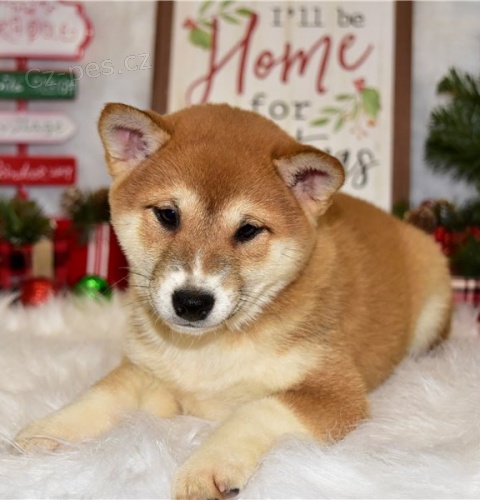 štěňata shiba inu