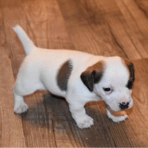 Krsn a rozkon mini spoleensky vycvien ttka jack russella na prodej.