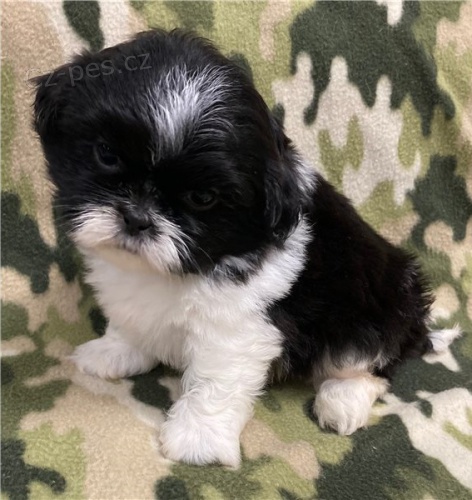 tata shih tzu