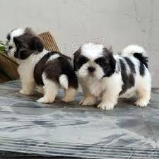 Drobn tata Shih Tzu pipravena k prodeji