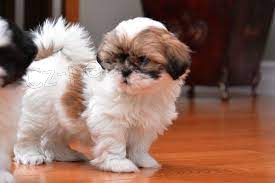 ڞasn tata Shih Tzu k dispozici.