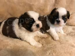 ڞasn tata Shih Tzu k dispozici.