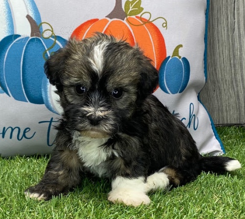 Mini Havanese štěňata na prodej.