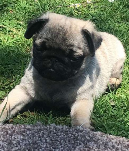 Štěňata mopsů k adopci