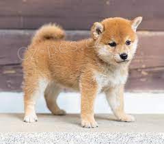 Prodm tata Shiba Inu