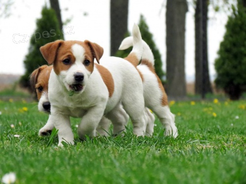 Štěňata Jack Russell k adopci. Dodává se s rodokmenem