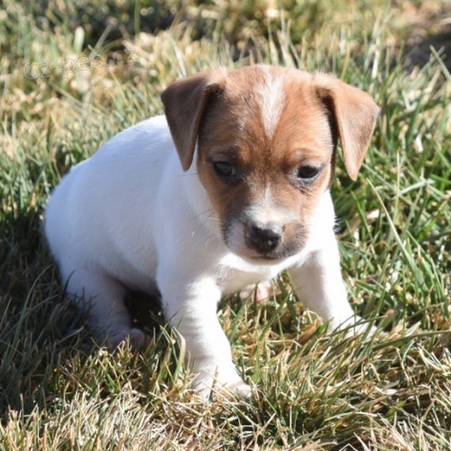 jack russell terira.