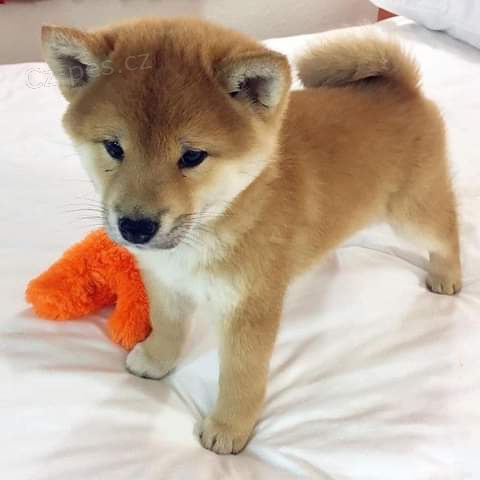 Krsn ttka shiba inu