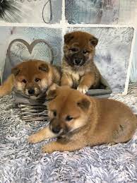 tata shiba inu jsou nyn k dispozici