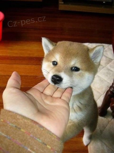 Japonsk tata shiba inu