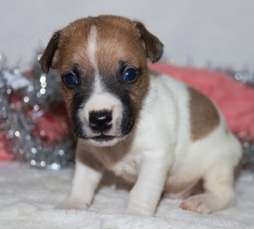 vnon tata jack russell terira k adopci.