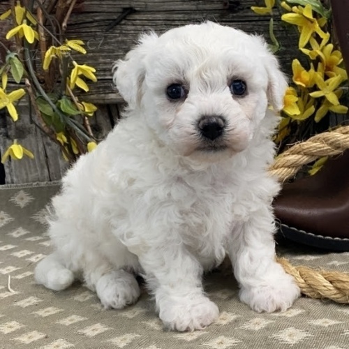 Štěňátka bišonka k vánoční ADOPCI
