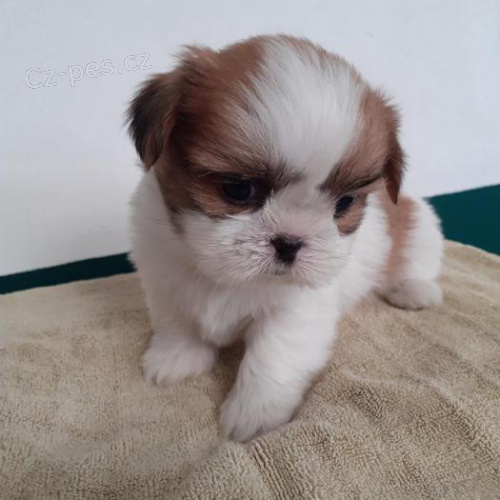 tata ShihTzu