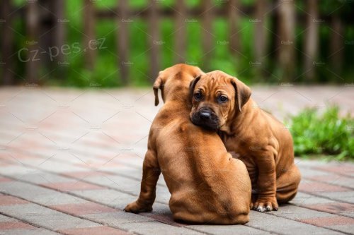 ttka rhodeskho ridgebacka