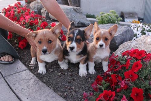 Rozkon tata welsh corgi Pembroke.