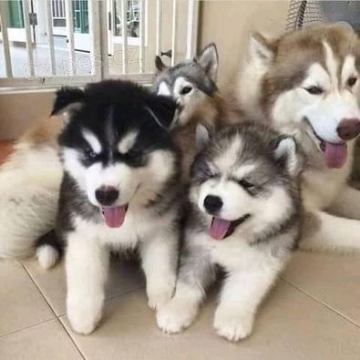 Husky tata k adopci