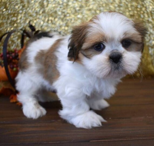 krásná, očkovaná, odčervená a zdravá štěňátka SHIH TZU k adopci