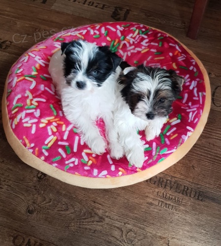 bílý Jorkšírský teriér hledat štěňata nových domovů k adopci.
