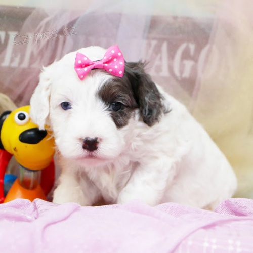 Bernedoodle štěňata k adopci.