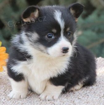 krsn a andlsk ttka Pembroke Welsh Corgi k adopci