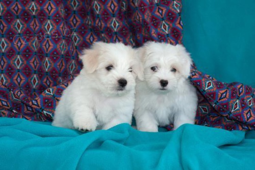coton de tulear stane chlapec a dívka