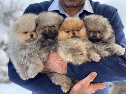 pomeranian štěňata k adopci