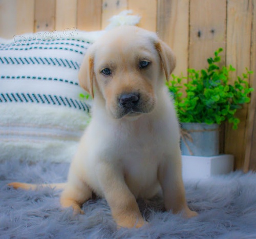 Zdrav a krsn ttka pejska a fenky labradorskho retrvra k adopci